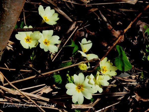 Fiori Appennino - Tussilago farfara e Primula vulgaris